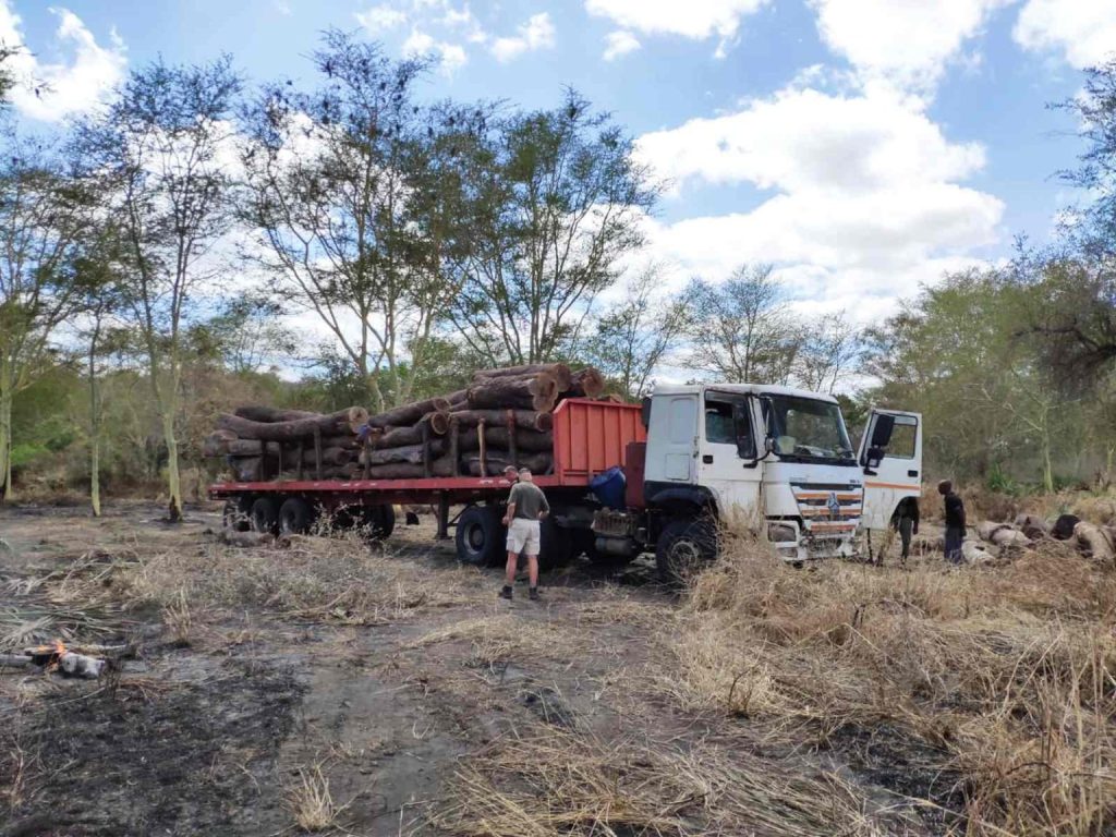 MOÇAMBIQUE CONDENADO POR CRIME DE ASSASSINATO DESENFREADO DA SUA FLORESTA: Entre o Terror do ...